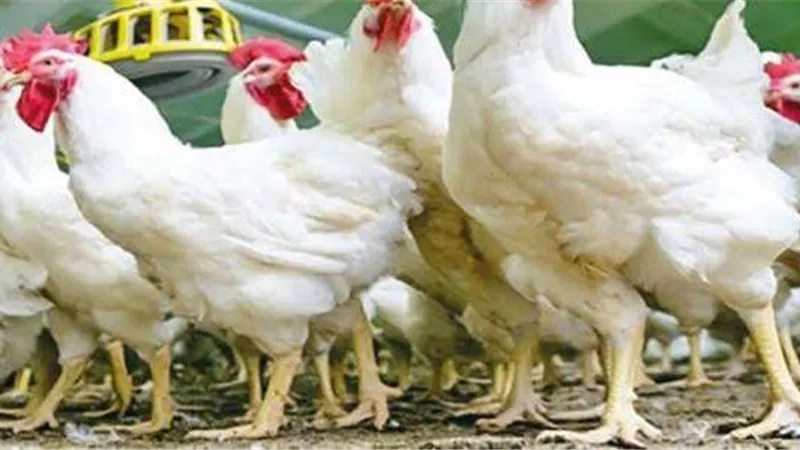 أسعار الدواجن اليوم الجمعة 16-9-2022