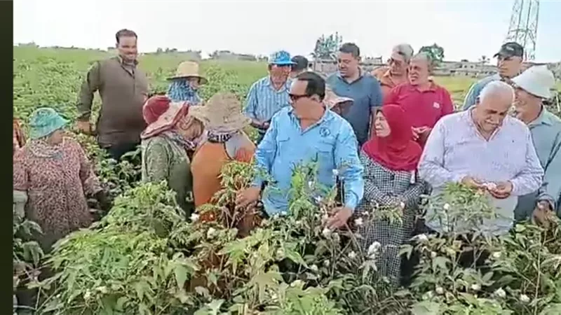 وكيل وزارة الزراعة بدمياط :انتاج وفير لزراعات القطن والأرز..صور