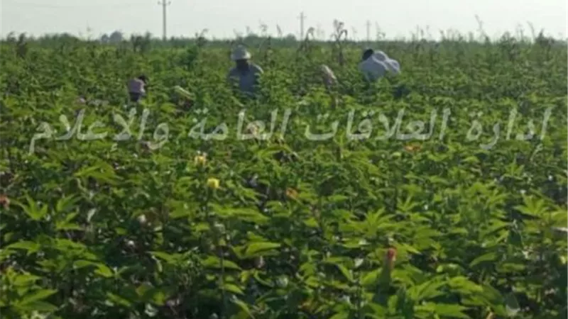 محافظ الإسماعيلية يتابع حصاد محصول القطن ويوجه بتذليل المعوقات