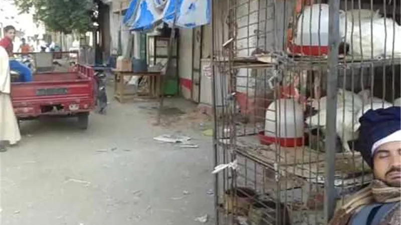 مستريح الفراخ.. 