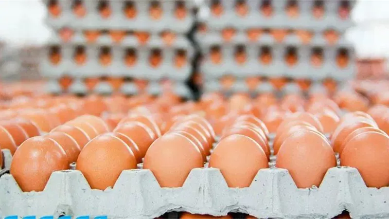 الكويت تحظر تصدير البيض بدءاً من 1 أكتوبر المقبل