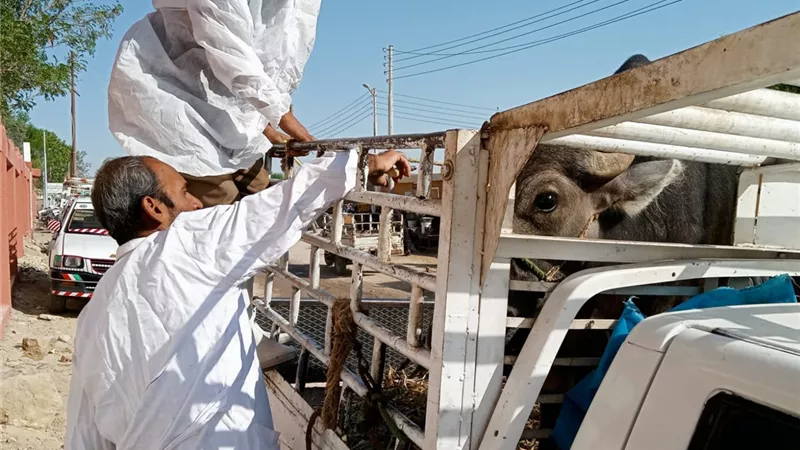 لجنة من الطب البيطرى للمرور على سوق إسنا للماشية جنوب الأقصر