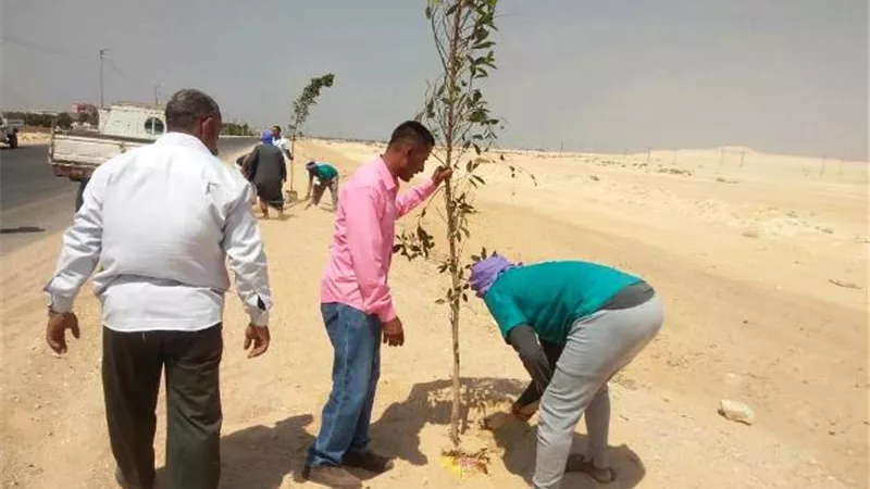 محافظ المنيا : زراعة 3 الاف شجرة زينة ومثمرة فى شوارع وطرق بنى مزار