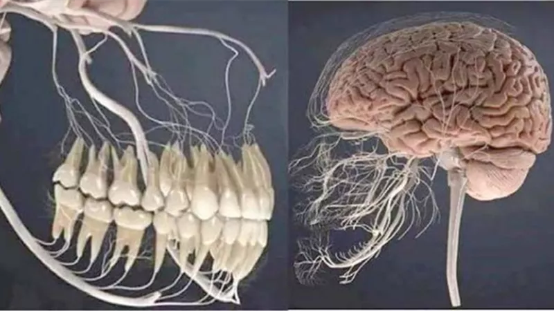 نصيحة من فنلندا.. مشاكل في اللثة تؤثر على الذاكرة