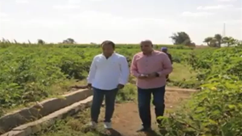 تفاصيل إنشاء كيان تعاوني في مصر لتسويق الزيتون .. فيديو