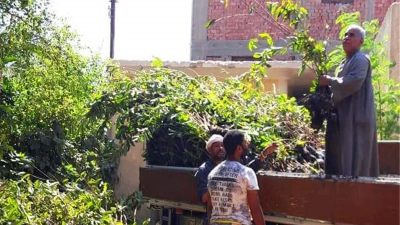 سوهاج تتسلم 14 ألف شجرة مثمرة 