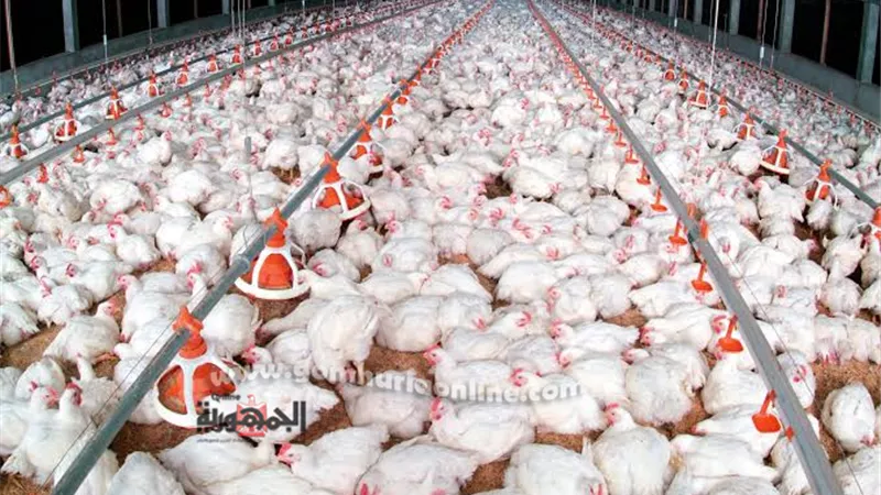 أسعار الدواجن اليوم الإثنين 26-9-2022
