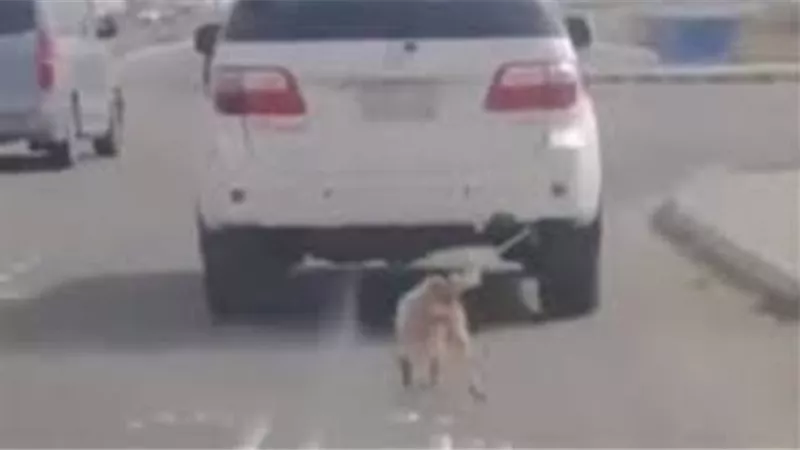 مربوط من عنقه في توك توك ..الأمن يكشف تفاصيل سحل كلب وقتله في المعادى