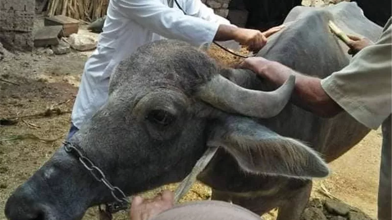 جامعة الزقازيق توجه قافلة بيطرية لعزبة بيرللى