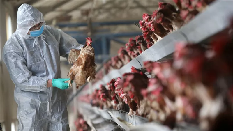 الحكومة الهولندية: إعدام 201 ألف دجاجة لاحتواء تفشي إنفلونزا الطيور