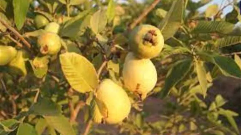 الزراعة تنفى شائعة ديدان الجوافة