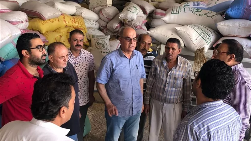 توريد 5406 طن ارز بالدقهلية في 31 موقع
