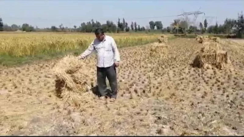 علف وسماد ..حملات توعوية للاستفادة من قش الارز في الإسماعيلية..صور