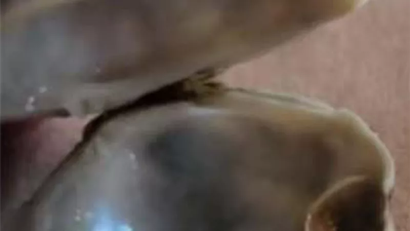 لؤلؤة تنعش رحلة رجل أمريكي