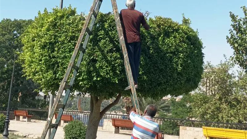إستعدادات مكثفة لإستضافة المهرجان الدولى السادس للتمور