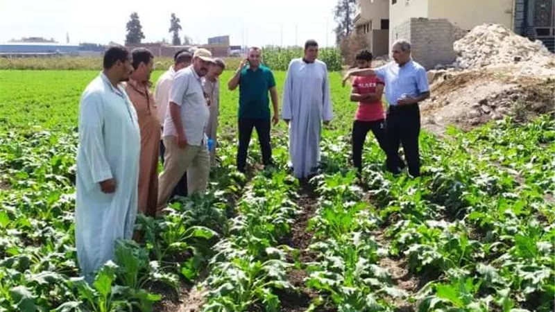 مدرسة حقلية إرشادية عن زراعة بنجر السكر لمزارعي قرية البوها