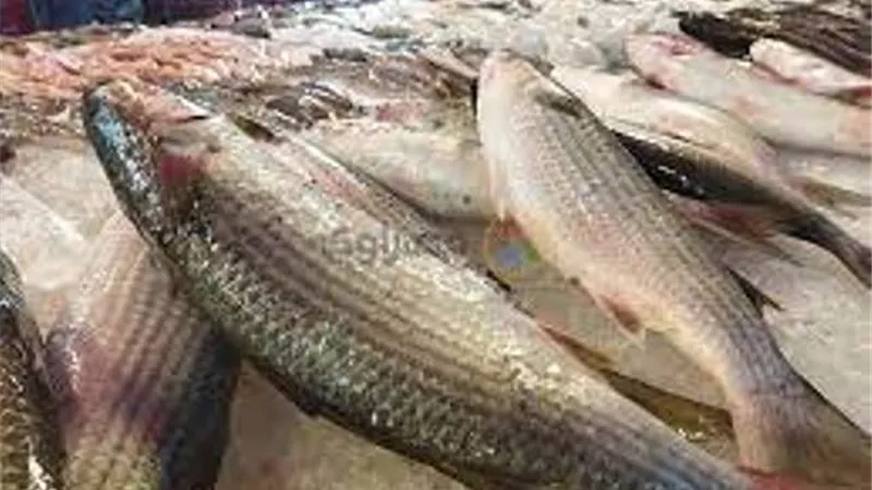 أسعار الاسماك اليوم الاثنين 10-10-2022