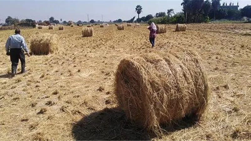 استمرار توريد الأرز بكفر الشيخ