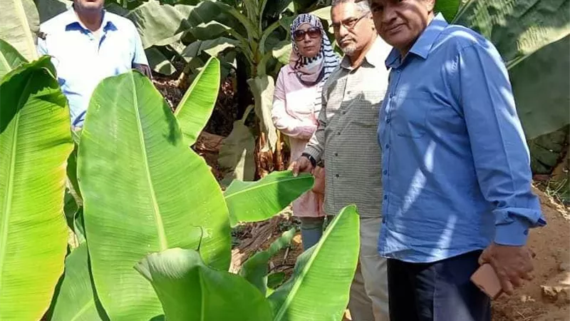 نصائح ذهبية لمكافحة أمراض محصول الموز بالإسماعيلية..صور