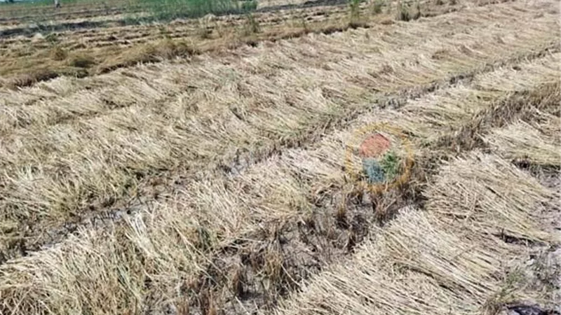 استمرار توريد محصول الأرز بكفر الشيخ