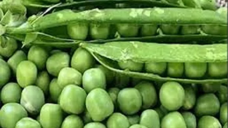 الفوائد الصحية للبازلاء الخضراء