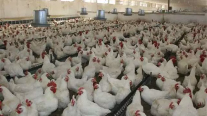 زراعة النواب: استثمارات قطاع الدواجن يتجاوز 100 مليار جنيه وحققنا في بها اكتفاء ذاتي