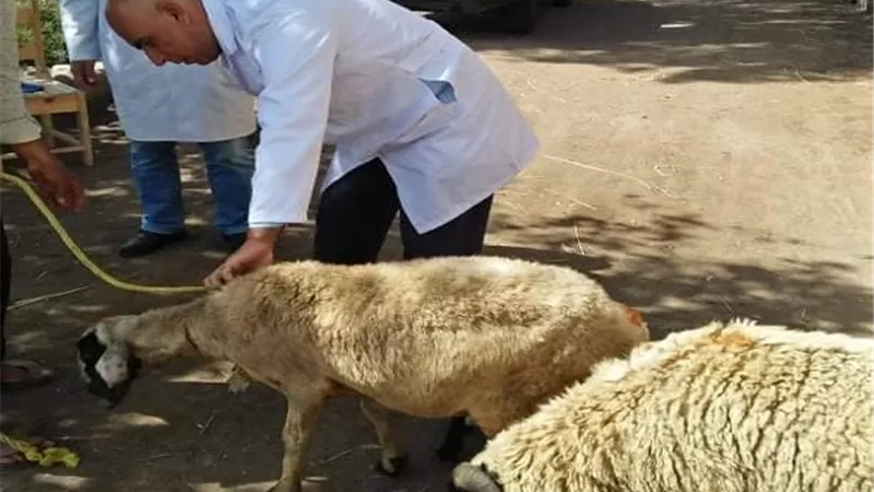 جامعة الزقازيق توجه قافلة بيطرية لقرية أم الزين