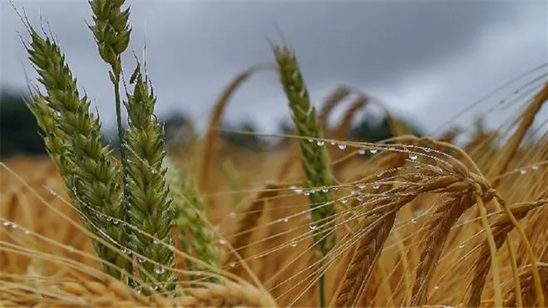 الزراعة الروسية تحطم رقما قياسيا تاريخيا في محصول الحبوب