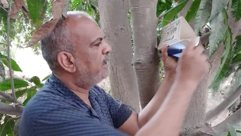 تكثيف المرور على مصايد ذبابة الفاكهة والخوخ الفرمونية بالقنطرة شرق