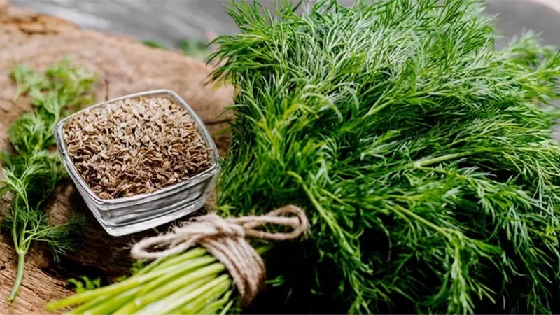 الفوائد الصحية لبذور الشبت.. تعرف عليها