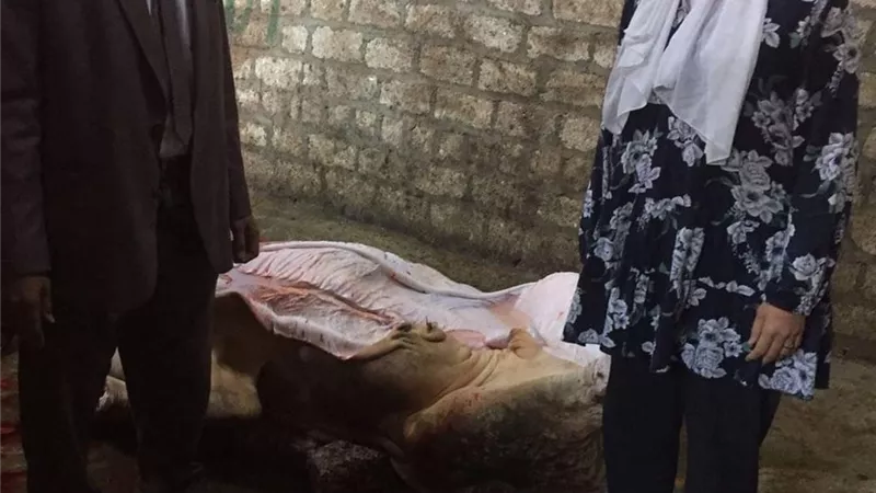ضبط 311 كجم من اللحوم مذبوحة خارج المجازر بالمنيا