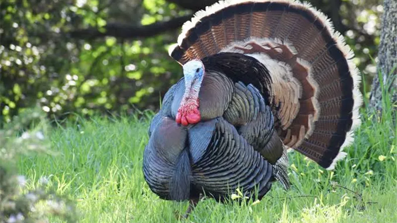 أسعار الرومي اليوم الأحد 30-10-2022