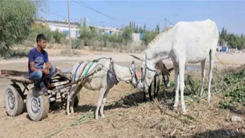 إنهم.. يمنعون الحمير!!
