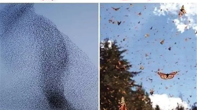 الجراد_ الفراش.. يكشفاً عمق الاعجاز العلمى للقرآن