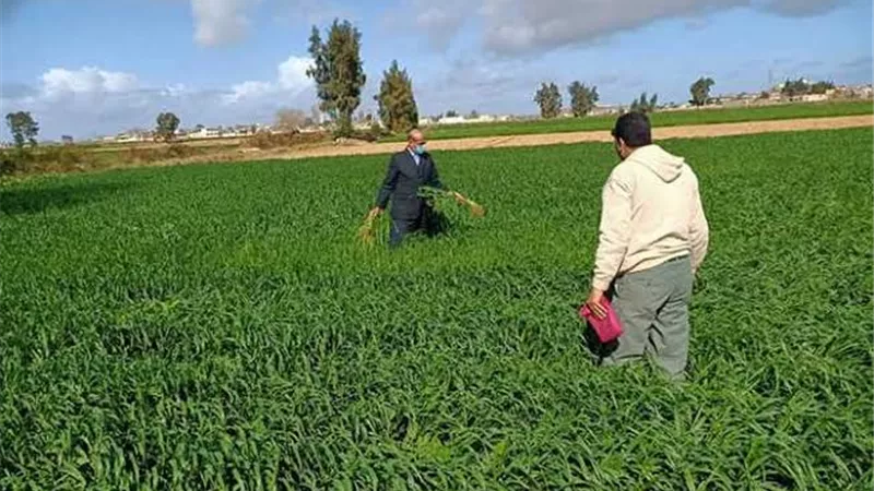 ندوة تدريبية عن زراعة القمح بمديرية الزراعة بالاسكندرية