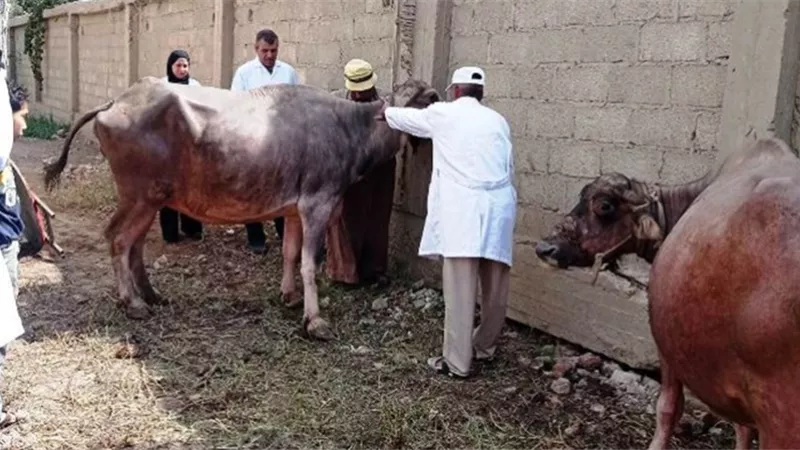 محافظةأسيوط تحصد المركز الأول على مستوى الصعيد في تحصين الاغنام