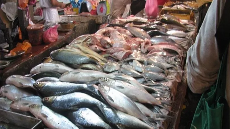 أسعار السمك اليوم الثلاثاء 8 - 11- 2022