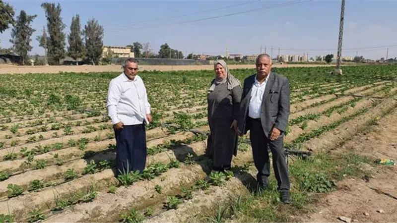 تكثيف المرور علي زراعات الفراولة بالاسماعيلية لزيادة الصادرات