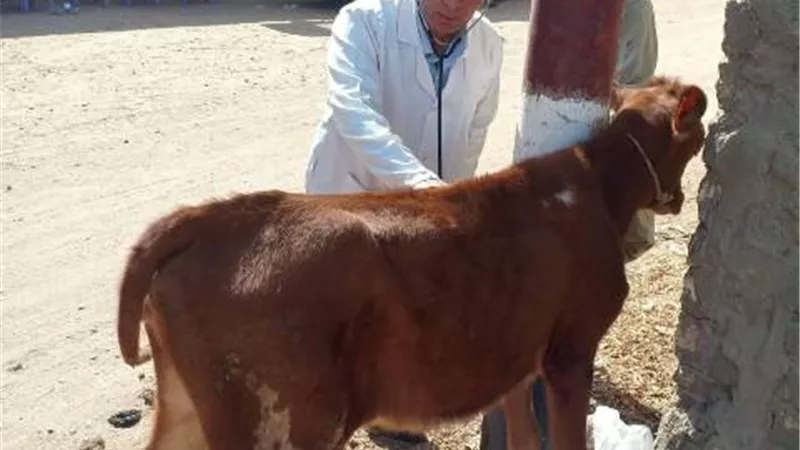 جامعة الزقازيق توجه قافلة بيطرية لقرية العباسة