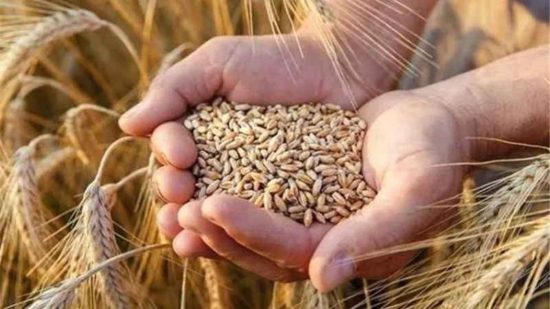 تراجع فول الصويا 2 % وسط هبوط القمح والذرة بالولايات المتحدة
