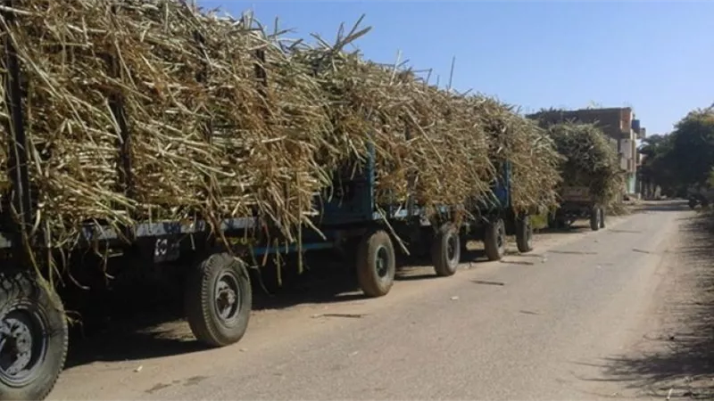 مزارعو الأقصر يناشدون الحكومة زيادة سعر طن قصب السكر إلى ١٥٠٠ جنيه