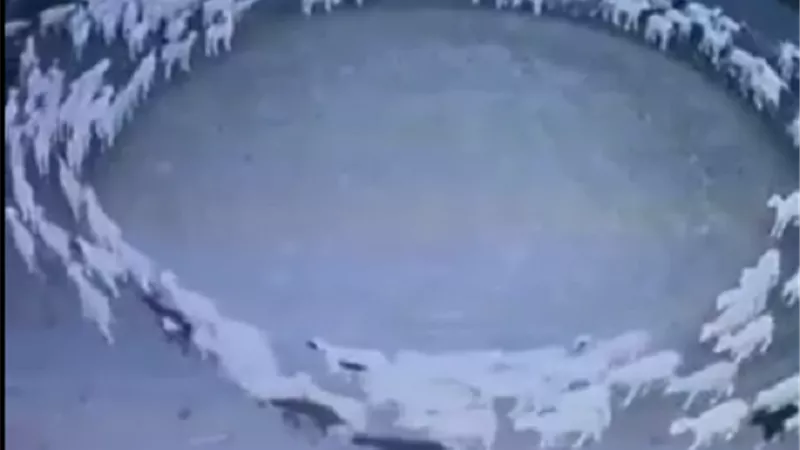 قطيع أغنام يسير بشكل غريب .. فيديو