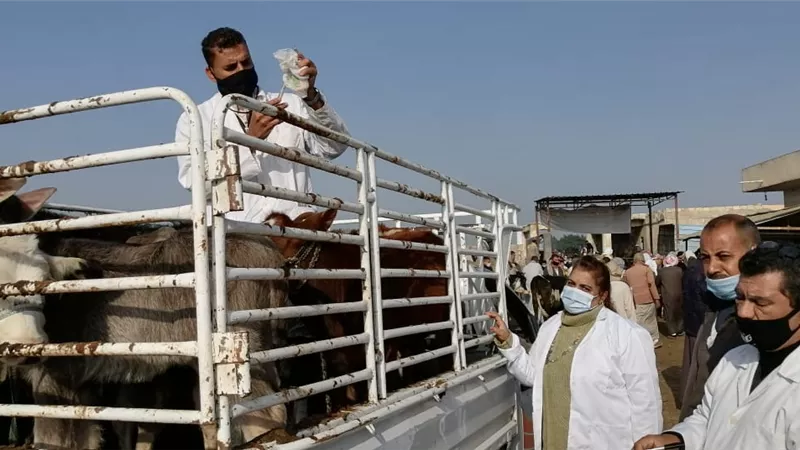 20 وحدة بيطرية للتحصين ضد الحمى القلاعية بالاسكندرية