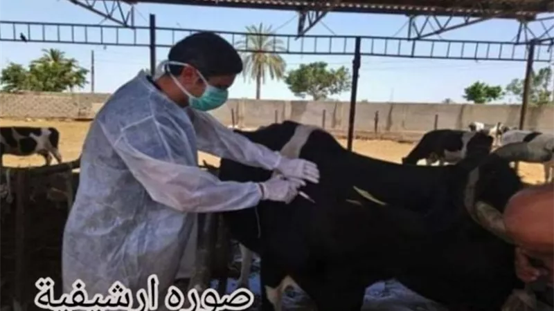 انطلاق الحملة القومية لتحصين الثروة الحيوانية بالإسماعيلية