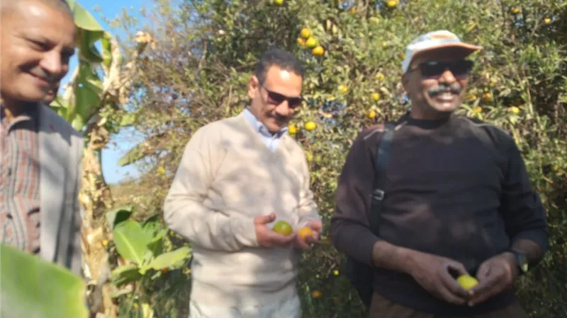 مدير تعليم قوص يتفقد محصول قصب الشتلات بخزام