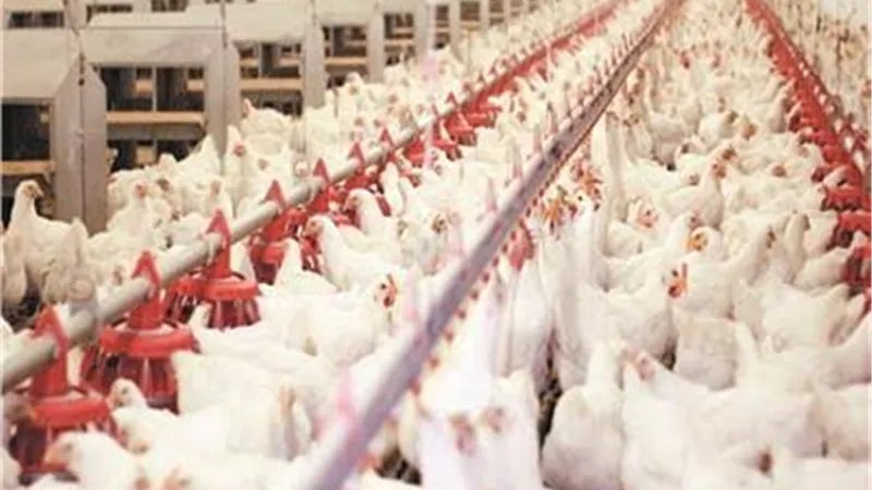 اسعار الدواجن اليوم الإثنين 28-11-2022