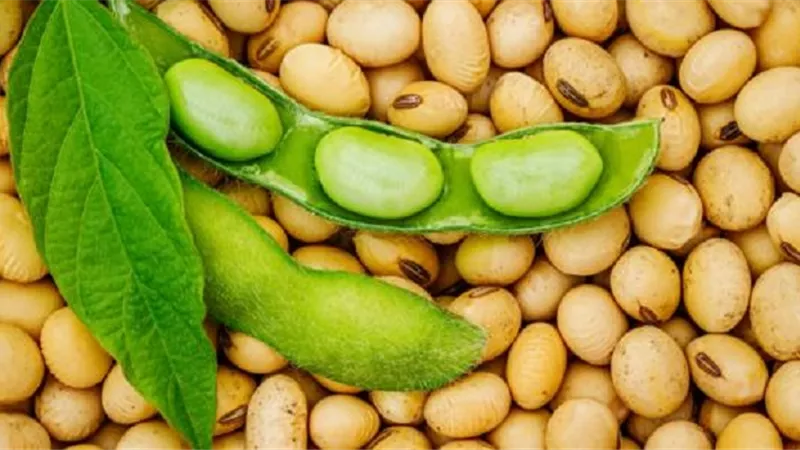 فوائد فول الصويا الأخضر الصحية 