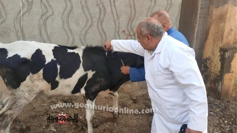 تحصين 168ألف رأس ماشية ضمن الحملة القومية للتحصين ضد الحمى القلاعية