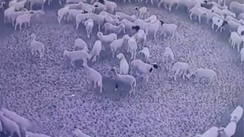 دائرة الإفتاء بالأردن تبحث ارتباط دوران الأغنام بـ