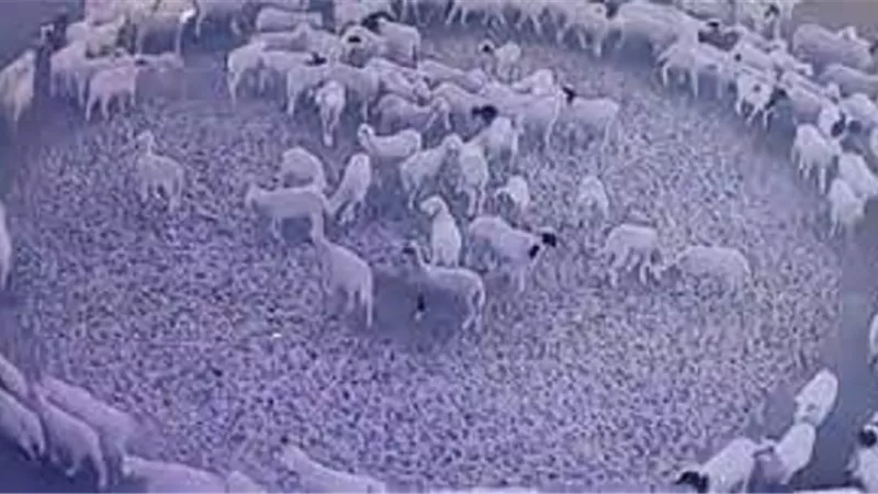 طواف الحيوانات حول نفسها ظاهره _هل لها علاقة بقيام الساعة